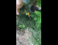 Brown dog exploring bush owner helps dog by showing it orange berries