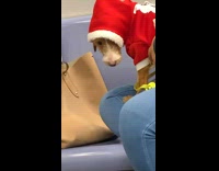 Brown dog on subway wears santa sweater