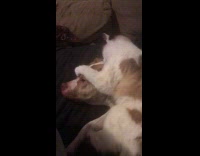 Dog knocks down cat licking his ear