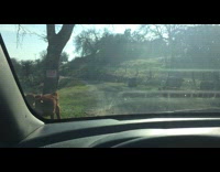 Calf receives scratches from filmer in car