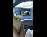 Guy show burrito to dogs on other car
