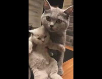 Grey cat grooms kitten in hand guy 