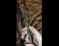 Ice building on a branch 