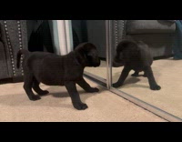 Black puppy react to self on mirror