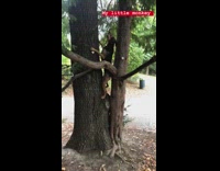 Dog jump climb between two trees park