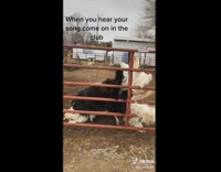 Richard the ostrich shows off dance moves 