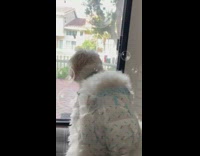White dog wearing diaper shakes butt dances 
