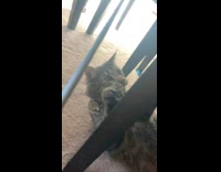 Cat on ground catches stick slow motion