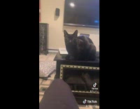 Guy pets in house cat fish stare at him