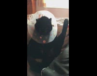 Black pet cat licks itself with a neck brace