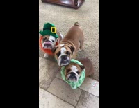 Two dogs wears costume St patricks day