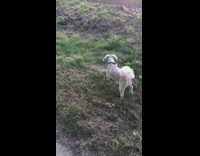 Dog tries to bury stick in grass