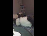 Dog tries to scratch nose on blanket