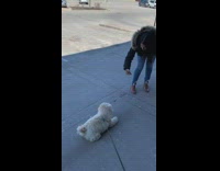 Small white dog lays sidewalk girl boots