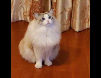 Cat sitting down watches television moves head 