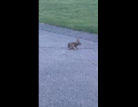 Wild rabbit continues to run in circles