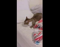 Brown white cat takes hand sanitizer purse