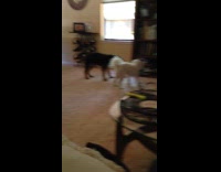 Dog pulls toy and hits its head