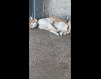 White cat laying outside of apartment door on floor