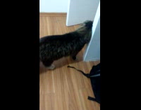 Pet cat opens bed drawer and gets inside