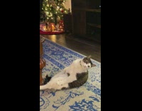 Cat sits slumped on blue white rug