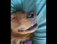 Golden retriever dog snores blue shirt girl 