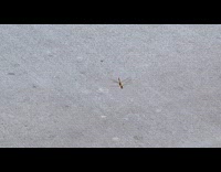 Two dragonflies fly and bounce together cashier