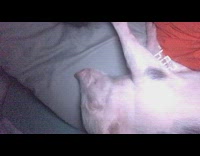 Cute small pig sleeps and sticks hoof into girls eye