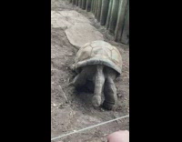 Large tortoise loud sound play with ball