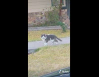 Girl in car catcalls at gray cat, cat ignores and keeps walking