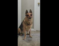 Dog dinosaur mask in hallway