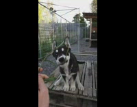 Black husky puppy dog eats white flower 