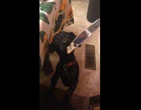 Black dog licks peanut butter off knife