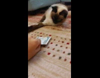 Pet cat grabs and guards the money in front of it