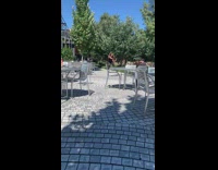 Woman black top sexy pose in front of trees