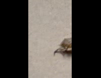 Collab WINY - Woman sing found dead crab on street