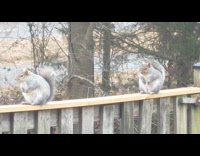 Guy laughs at chunky squirrels on fence