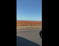 Car pass by field full of pumpkins