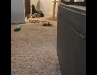 Small cute wiener dog runs towards girl after she calls its name, collar jingles