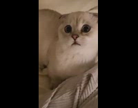 White munchkin cat tries to grab string 