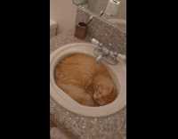 Orange cat in white bathroom sink 