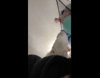 Light gray cat sit over woman filming