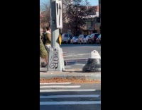 Man carries a tree in his scooter