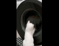 White kitten plays front of laundry machine