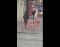 Guy walks white dog with red dye 