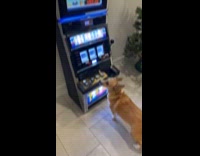 Dog knows how to play slot machine