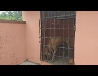 Brown dog able to open gate lock