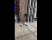 Collab WINY - Cat on leash tied on metal pole 