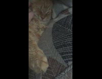 Owner petting a cat napping on the couch