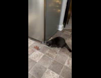 Blind cat playing with toy 